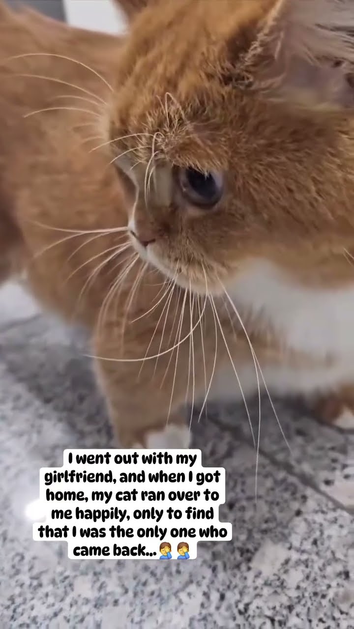 Kittyo is like man twin this vibe to real