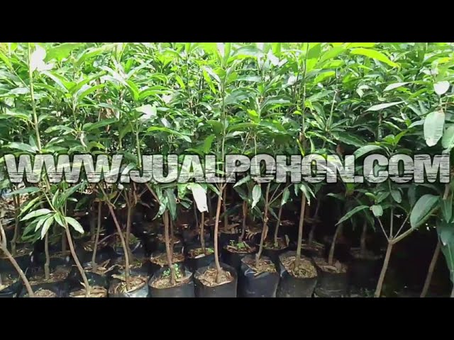 Jual Bibit Pohon Mangga Gedong Gincu 1 Meteran Siap Tanam