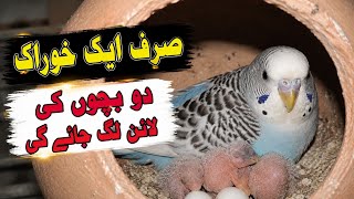 Bird Breeding Secret Formula | Budgies, Lovebirds &amp; Cockatiels Breeding Tips | Folic Acid for Birds