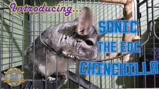 Introducing Sonic - The Doc P Family EDC Chinchilla!!!