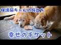 【別れ】保護猫ちゃんは幸せのチケットを持って旅立ちました　ゴールデンレトリバー