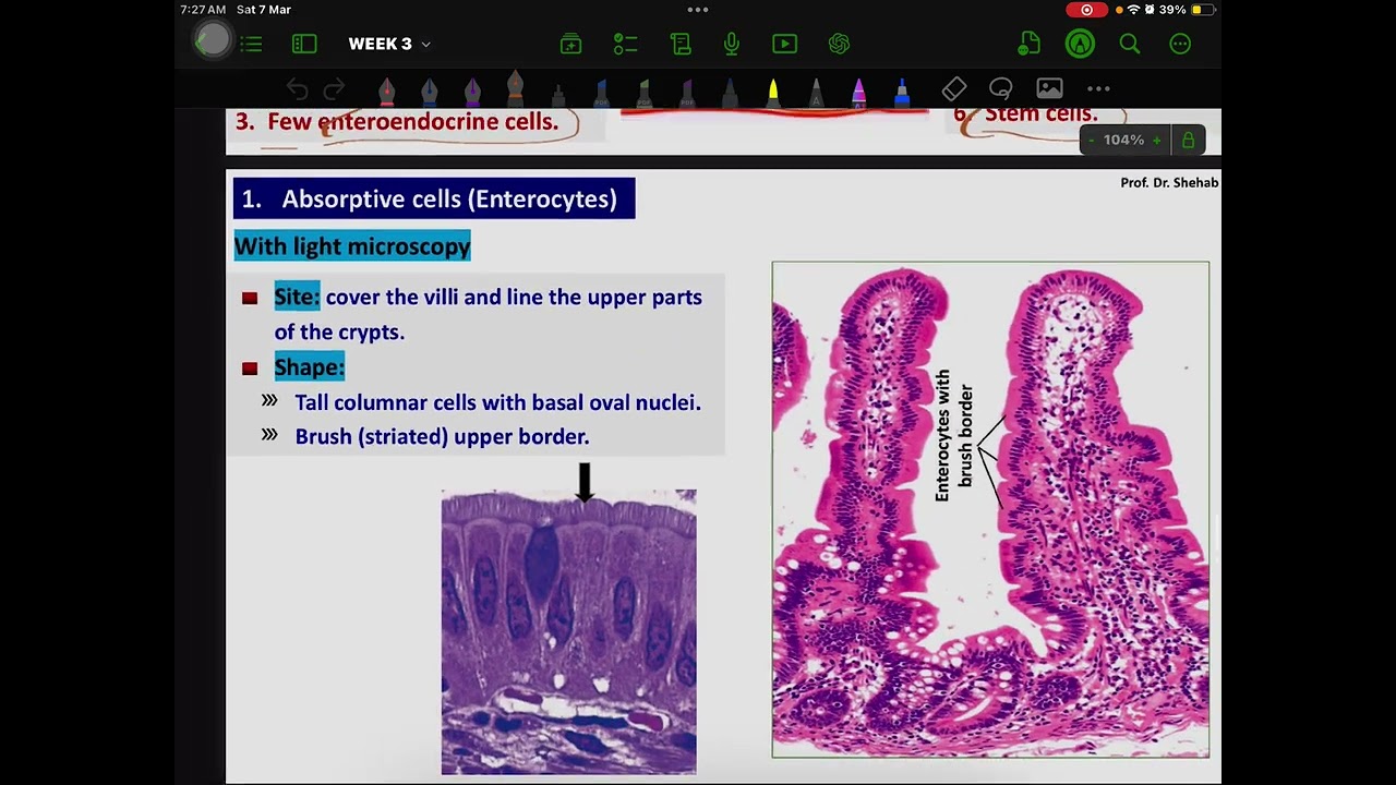 Histology of  The Small Intestine.