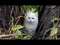 White And Grey Persian Cat With Blue Eyes