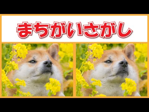 間違い探しの動画サムネイル