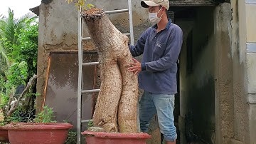 Cây cóc chua to khủng(X) ghép cóc thái có trái rất đẹp lh 0795050333