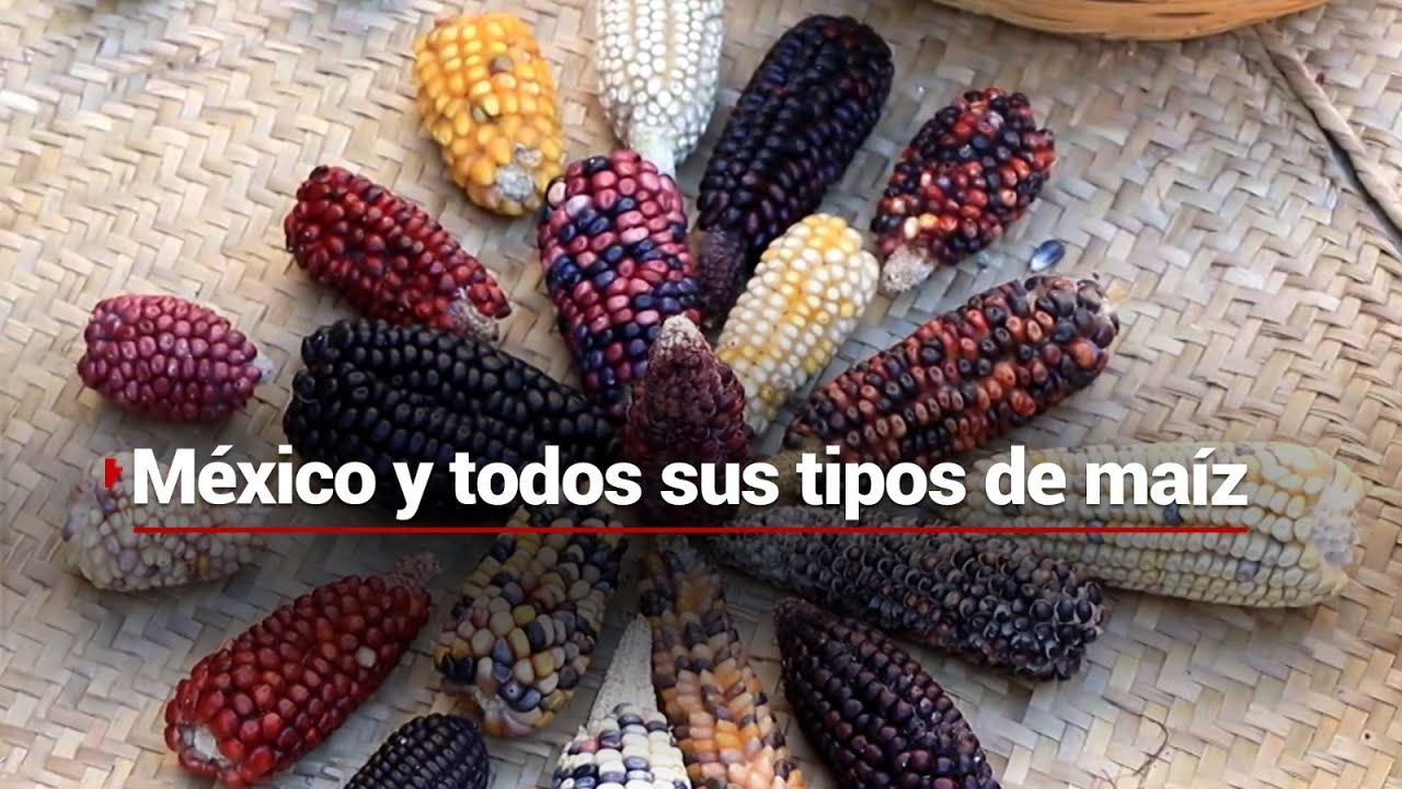 #MéxicoDeMilColores | El maíz, un alimento que es el corazón de los mexicanos🌽