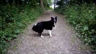 border collie dancing with woman