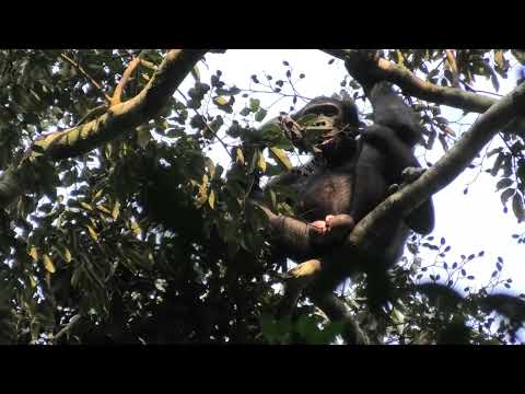 Wild Bonobo!!!!! Only Found in the Democratic Republic of the Congo!