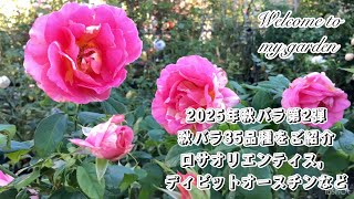 2025年秋バラ第2弾 秋バラ35品種をご紹介【ロサオリエンティスと
