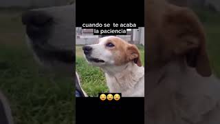 cuando firulays si sabe de buena musica #humor #fypシ゚viral #comedia #memesdaily