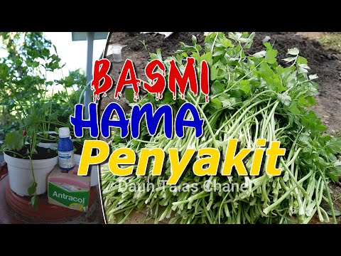 Video: Penyakit Dan Hama Seledri. Bagian 2