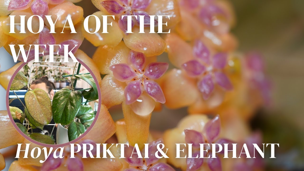 the story behind Hoya Priktai and Hoya Elephant | Hoya of the Week