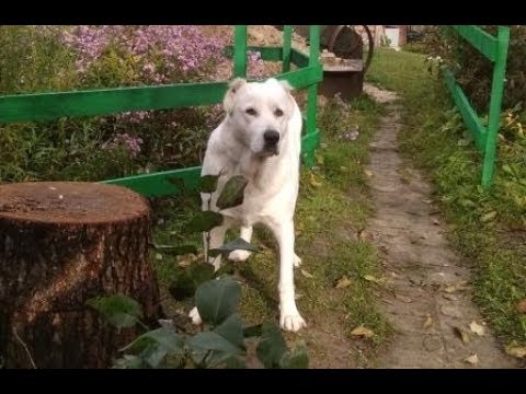 Как отучить собаку копать там где не надо. Один из способов.