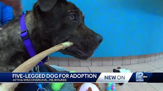 'A unicorn of a dog': Five-legged dog up for adoption