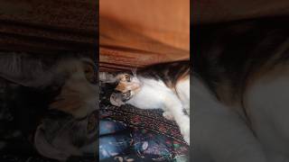 evil larry 👿 #larry #cutebabyanimals #cat #funny #cute #funwithtina