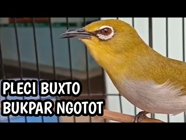 PLECI BUSTOMI SEMI BUKPAR NGOTOT class=