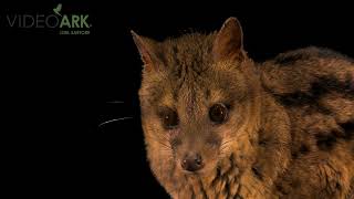 A Malagasy Civet Fossa Fossana Named Karl At The Nashville Zoo In Nashville, Tennessee.