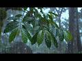 Deep Forest Rain Sounds for Sleeping Instantly 🌧️ Pure Nature Ambience, No Noise,No Music,RELAXATIO
