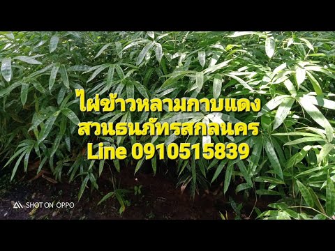 ปลูกไผ่ขายลำ ดูแลไม่ยุ่งยาก ไผ่กระบอกข้าวหลามมีความต้องการแน่นอน