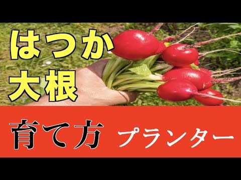 2 プランター 日大根を育てる 家庭菜園 Youtube