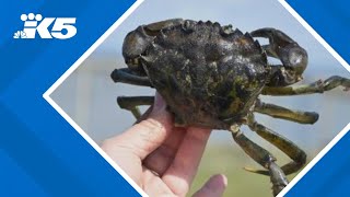 Invasive crab species detected in new area of Washington coast
