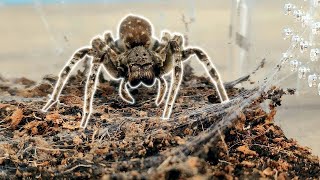 ¡ATRAPE una TARANTULA VENENOSA y la puse en MI TERRARIO! ¡Nueva mascota!