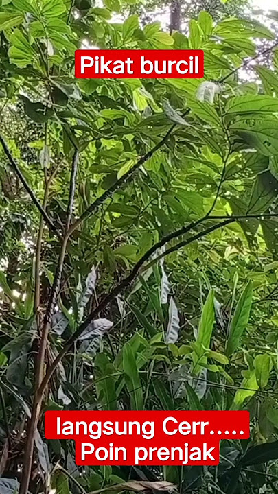 cara jitu pikat burung kecil