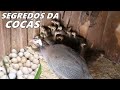 O QUE NÃO TE CONTARAM SOBRE AS COCÁS (GALINHA D´ANGOLA) PQ ESSE BICHO É ASSIM???