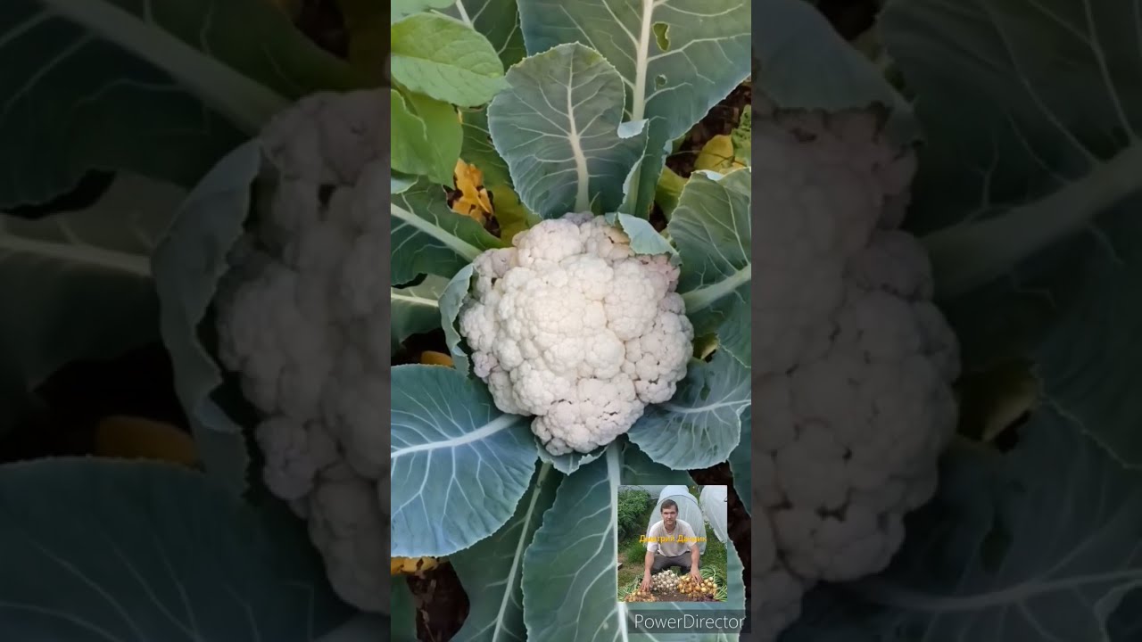 Методы борьбы с вредителями