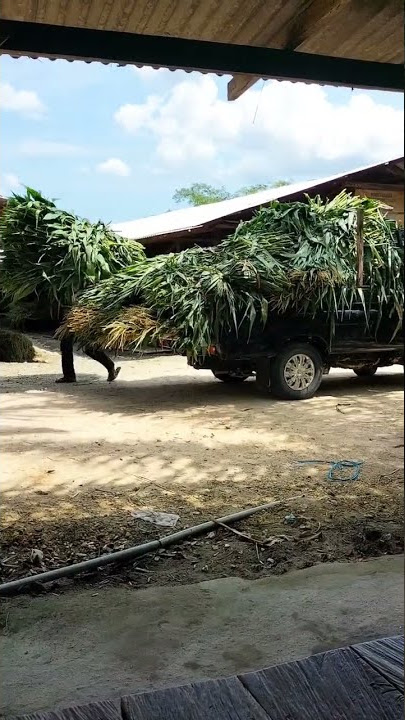edan ngarit tebon jagung sampai satu mobil