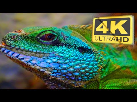 Wild Animals Video || 4K Ultra HD Video