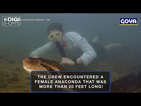 New snake species discovered may be biggest in the world