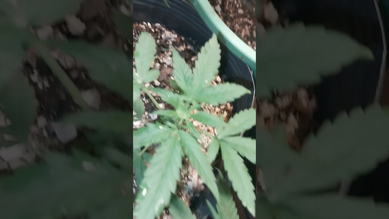 Super lemon raze automática outdoor fazer a rega foliar de prevenção de pragas