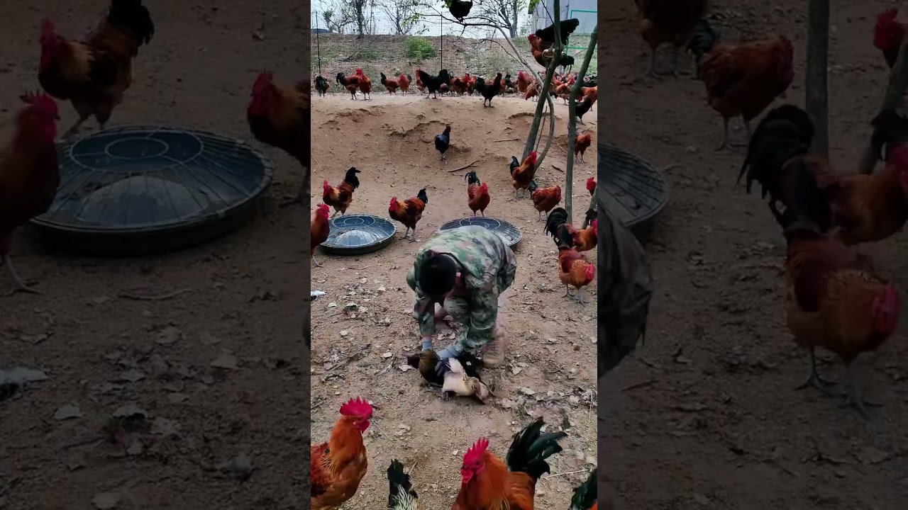 Fight every day, finally let me catch it, the performance is not really fighting