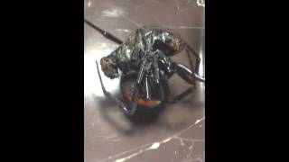 False Black Widow webbing and eating a fly