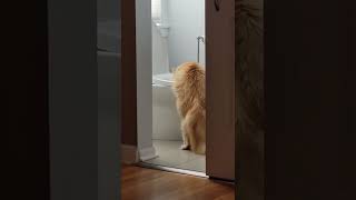 Siberian cat thinks he's a dog drinking out of toilet
