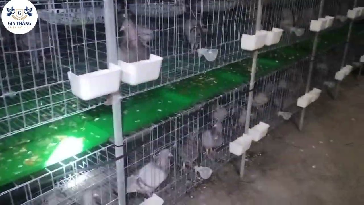 Vừa chăn nuôi chim bồ câu vừa đi làm công ty có được không ?- Bồ câu Gia Thắng 🕊🕊