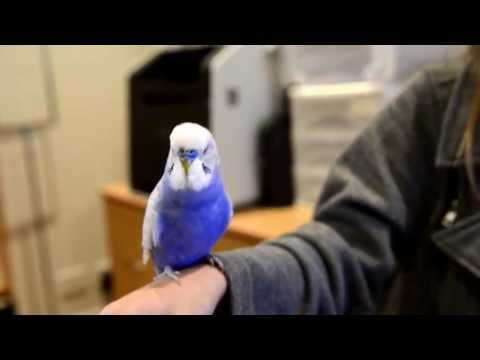 R2D2 Budgie