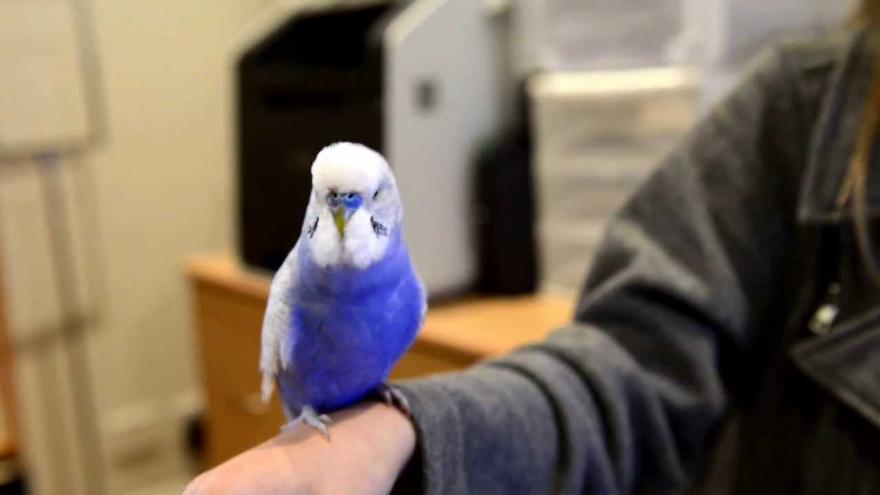 R2D2 Budgie - YouTube