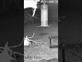 Raccoon Promise Ends in Disaster After Deer Clears Peanut Buffet