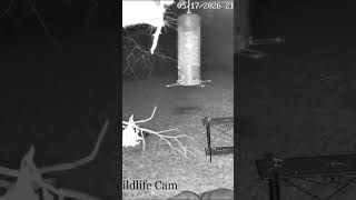 Raccoon Promise Ends in Disaster After Deer Clears Peanut Buffet