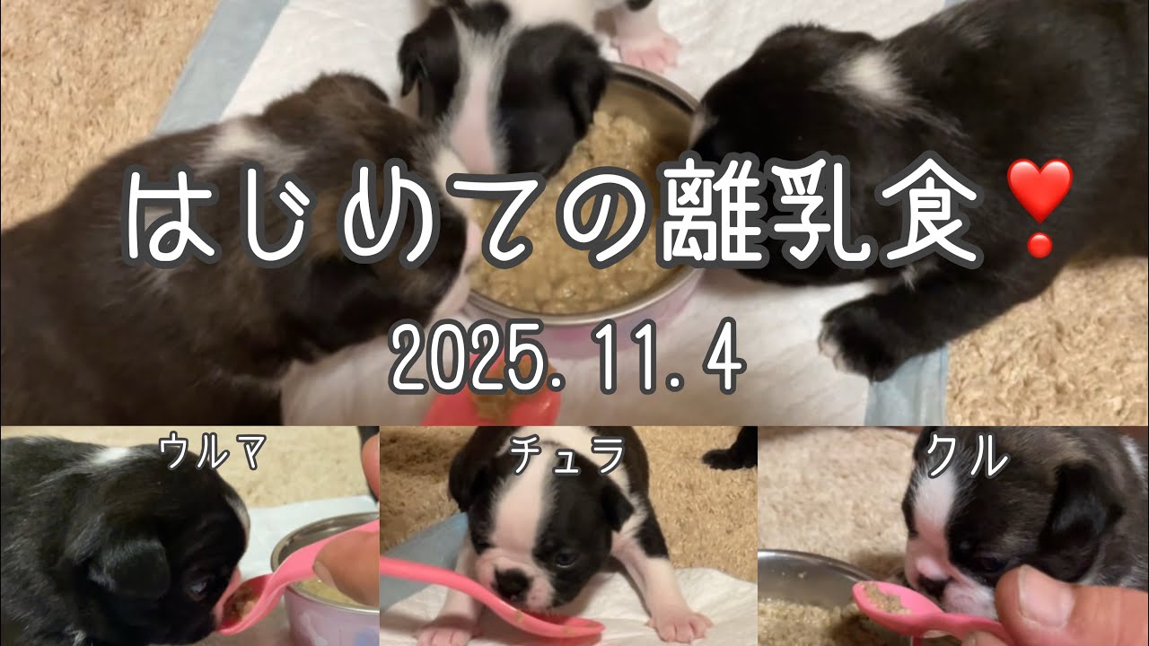 【ボストンテリアVlog #7】生後24日目！初めての離乳食🐶💖