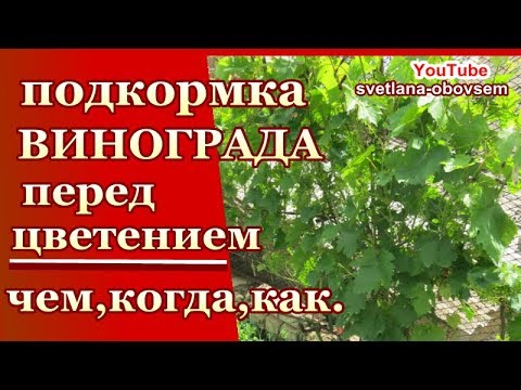 ПОДКОРМКА ВИНОГРАДА ПЕРЕД ЦВЕТЕНИЕМ ПОД КОРЕНЬ,ПО ЛИСТУ ДЛЯ ЛУЧШЕГО УРОЖАЯ..ЗАЩИТА ОТ БОЛЕЗНЕЙ