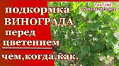 Защита винограда от болезней перед цветением - YouTube