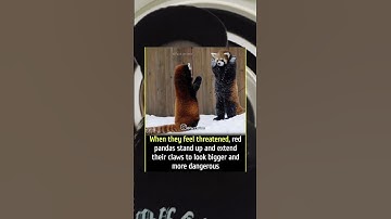 When they feel threatened red pandas stand up and extend there claws