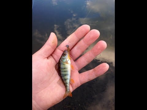 კუს ტბის ქორჭილა ნანო ჯიგზე