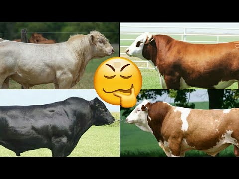 Mol bozordan qanday mollar olgan maqul ? Simmental buqalar, Angus buqalar yoki Belogolovkami|букалар