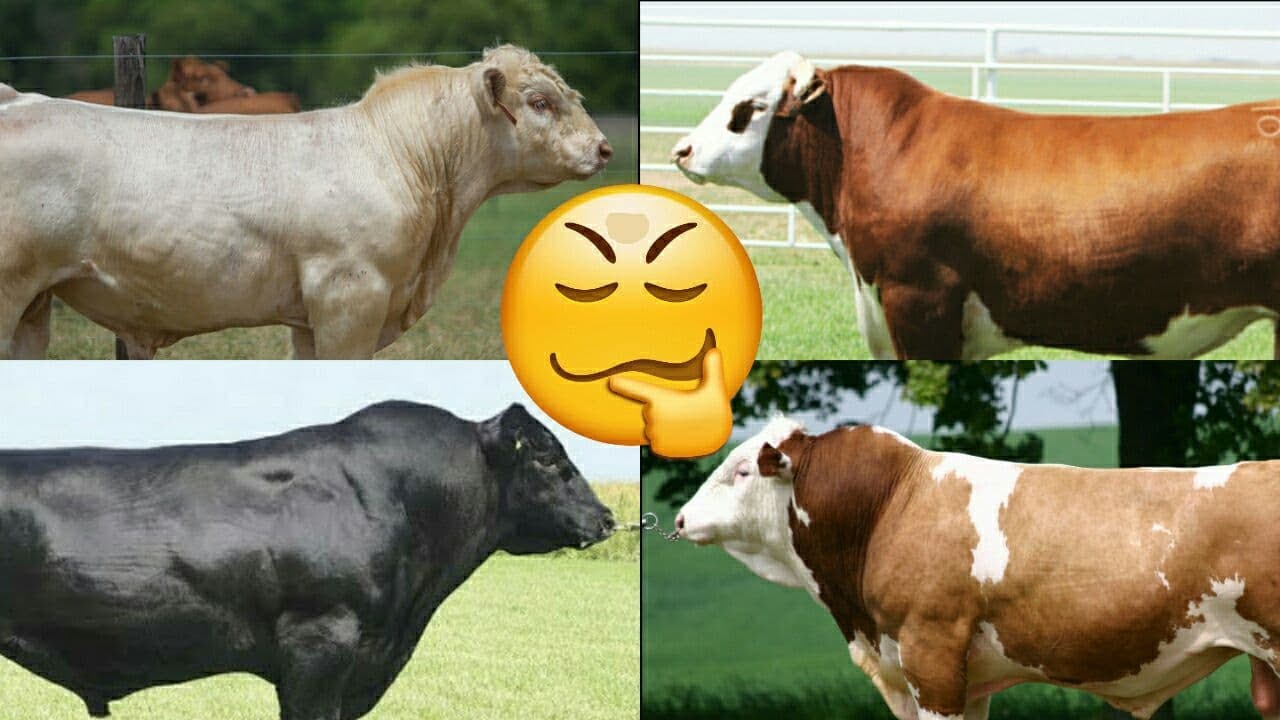 Mollar Rasmi Mol bozordan qanday mollar olgan maqul ? Simmental buqalar, Angus ...