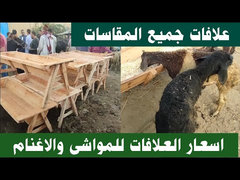 اسعار العلافات للمواشى والاغنام اسعار الخرفان الصغيره اليوم شاهد