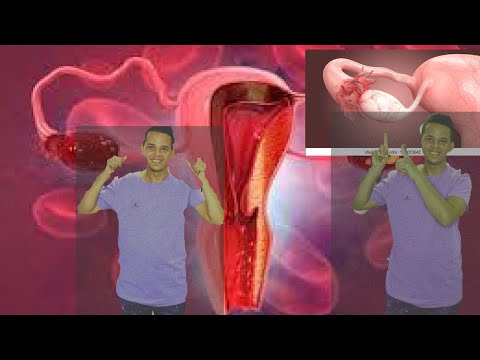 Female reproductive system, menstrual cycle and hormones